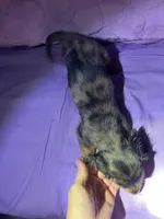 Mini mocha , a male Miniature Dachshund for sale in Jacksonville, FL – 10 of 10
