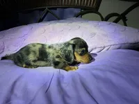 Mini mocha , a male Miniature Dachshund for sale in Jacksonville, FL – 8 of 10