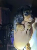 Mini mocha , a male Miniature Dachshund for sale in Jacksonville, FL – 3 of 10