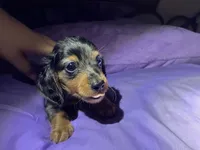 Mini mocha , a male Miniature Dachshund for sale in Jacksonville, FL – 6 of 10