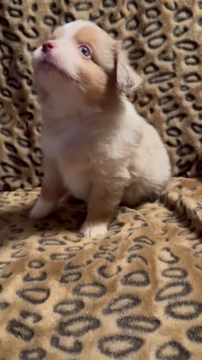 Topaz, a male Miniature American Shepherd for sale in Camdenton, MO – 4 of 5
