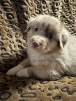 Jade, a male Miniature American Shepherd for sale in Camdenton, MO – 2 of 6