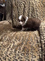 Ruby, a female Miniature American Shepherd for sale in Camdenton, MO – 4 of 6