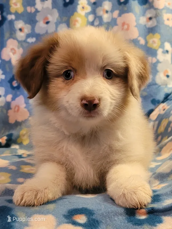 Opal  – Miniature American Shepherd puppy for sale in Camdenton, MO