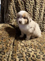Garnet , a male Miniature American Shepherd for sale in Camdenton, MO – 2 of 7