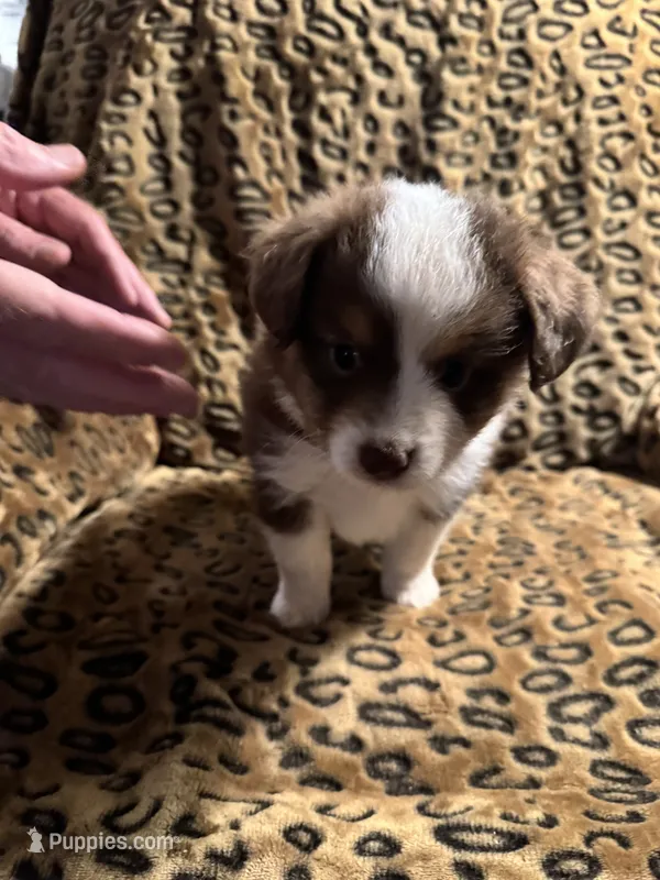 Ruby – Miniature American Shepherd puppy for sale in Camdenton, MO