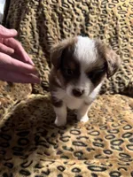 Ruby, a female Miniature American Shepherd for sale in Camdenton, MO – 1 of 6