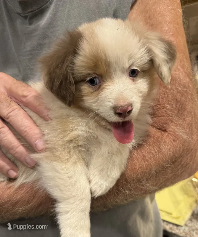 Opal  – Miniature American Shepherd puppy for sale in Camdenton, MO
