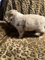 Garnet , a male Miniature American Shepherd for sale in Camdenton, MO – 7 of 7