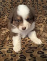 Ruby, a female Miniature American Shepherd for sale in Camdenton, MO – 2 of 6