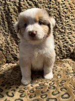Garnet , a male Miniature American Shepherd for sale in Camdenton, MO – 3 of 7