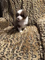Ruby, a female Miniature American Shepherd for sale in Camdenton, MO – 5 of 6
