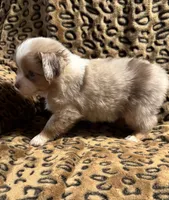 Topaz, a male Miniature American Shepherd for sale in Camdenton, MO – 5 of 5