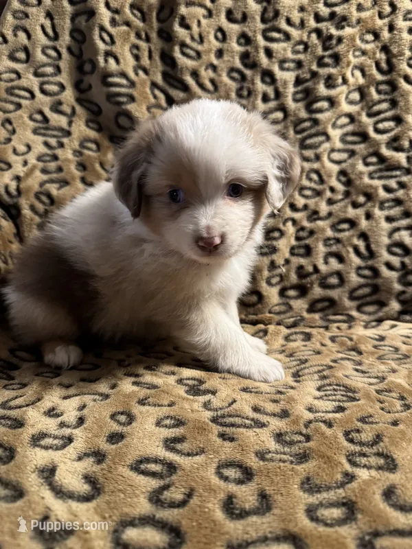 Opal  – Miniature American Shepherd puppy for sale in Camdenton, MO