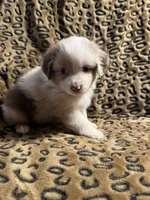 Opal , a female Miniature American Shepherd for sale in Camdenton, MO – 1 of 4