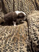 Ruby, a female Miniature American Shepherd for sale in Camdenton, MO – 6 of 6