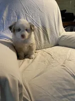 Starsky, a male Miniature American Shepherd for sale in Camdenton, MO – Photo 5 of 5