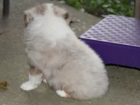 Starsky, a male Miniature American Shepherd for sale in Camdenton, MO – Photo 3 of 5