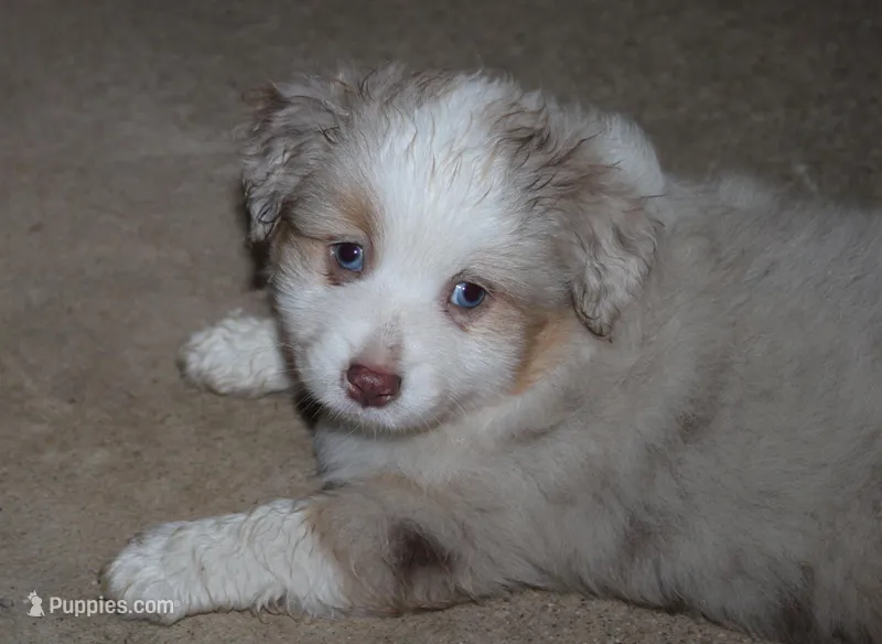 Starsky, a male Miniature American Shepherd for sale in Camdenton, MO – Photo 1 of 5