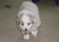 Starsky, a male Miniature American Shepherd for sale in Camdenton, MO – Photo 2 of 5