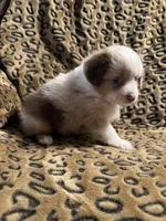 Opal , a female Miniature American Shepherd for sale in Camdenton, MO – 3 of 4