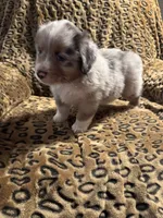 Jasper , a male Miniature American Shepherd for sale in Camdenton, MO – 2 of 5