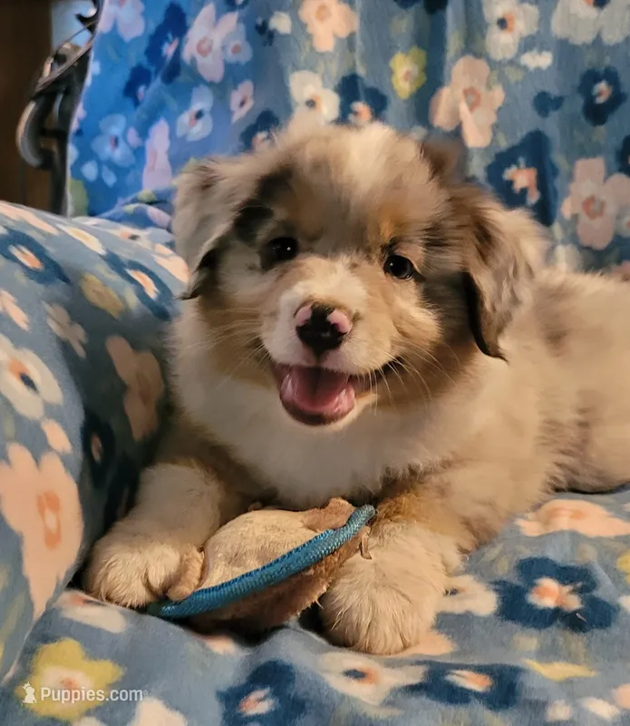 Jasper  – Miniature American Shepherd puppy for sale in Camdenton, MO
