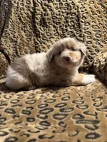 Jade, a male Miniature American Shepherd for sale in Camdenton, MO – 5 of 6