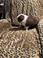 Ruby, a female Miniature American Shepherd for sale in Camdenton, MO – 3 of 6