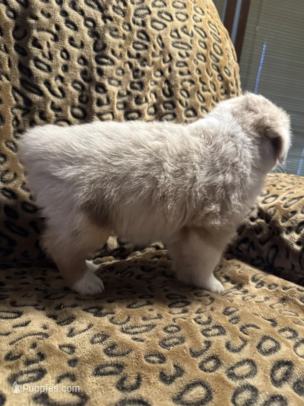 Garnet  – Miniature American Shepherd puppy for sale in Camdenton, MO