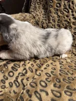 Jasper , a male Miniature American Shepherd for sale in Camdenton, MO – 5 of 5