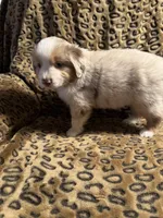 Garnet , a male Miniature American Shepherd for sale in Camdenton, MO – 4 of 7