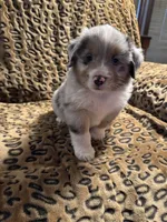Jasper , a male Miniature American Shepherd for sale in Camdenton, MO – 4 of 5