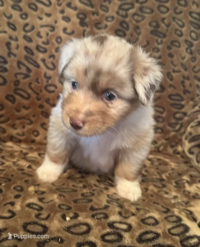 Jade – Miniature American Shepherd puppy for sale in Camdenton, MO