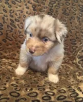 Jade, a male Miniature American Shepherd for sale in Camdenton, MO – 1 of 6