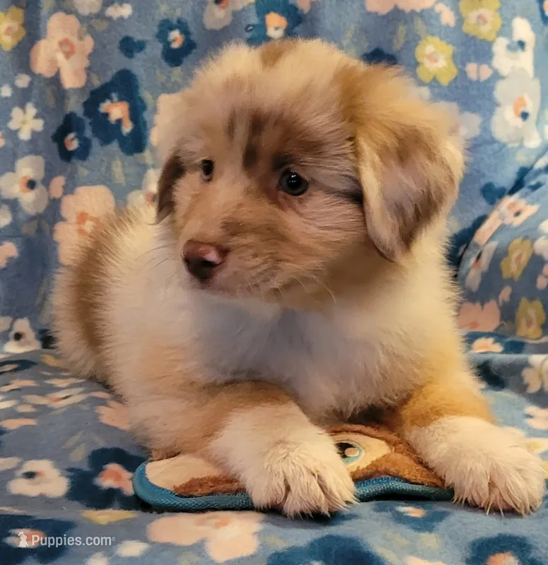 Jade – Miniature American Shepherd puppy for sale in Camdenton, MO