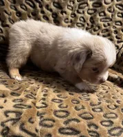 Topaz, a male Miniature American Shepherd for sale in Camdenton, MO – 2 of 5