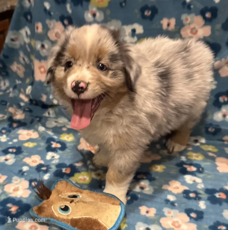 Jasper  – Miniature American Shepherd puppy for sale in Camdenton, MO