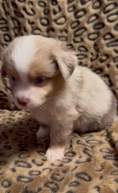 Topaz, a male Miniature American Shepherd for sale in Camdenton, MO – 3 of 5