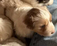 Snickers, a female Miniature American Shepherd for sale in Camdenton, MO – Photo 1 of 2