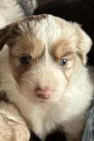 Snickers, a female Miniature American Shepherd for sale in Camdenton, MO – Photo 2 of 2