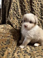 Opal , a female Miniature American Shepherd for sale in Camdenton, MO – 2 of 4