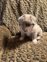 Jade, a male Miniature American Shepherd for sale in Camdenton, MO – 6 of 6