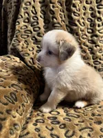 Opal , a female Miniature American Shepherd for sale in Camdenton, MO – 4 of 4