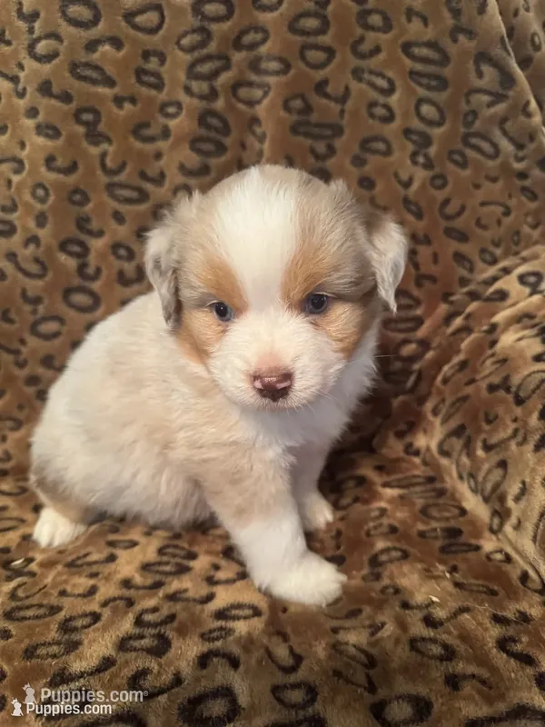Garnet  – Miniature American Shepherd puppy for sale in Camdenton, MO