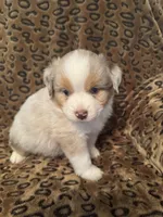 Garnet , a male Miniature American Shepherd for sale in Camdenton, MO – 5 of 7