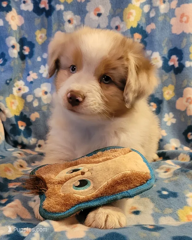 Garnet  – Miniature American Shepherd puppy for sale in Camdenton, MO
