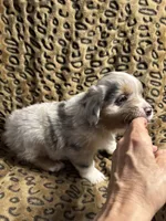 Jasper , a male Miniature American Shepherd for sale in Camdenton, MO – 3 of 5