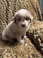Garnet , a male Miniature American Shepherd for sale in Camdenton, MO – 6 of 7