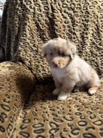 Jade, a male Miniature American Shepherd for sale in Camdenton, MO – 3 of 6